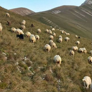 Овцы матки - фотография № 3