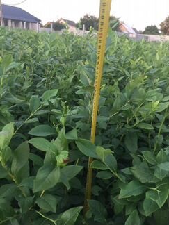 Саженцы голубики дюк