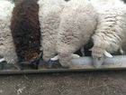 Овцы (матки) объявление продам