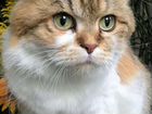 Кошка персидская объявление продам
