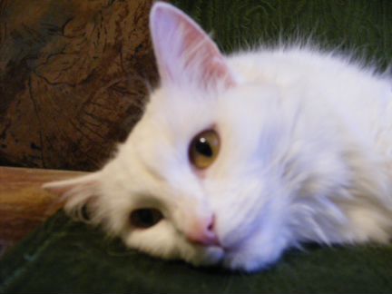 Бэллочка - выброшенная нежность (метис ангорской)