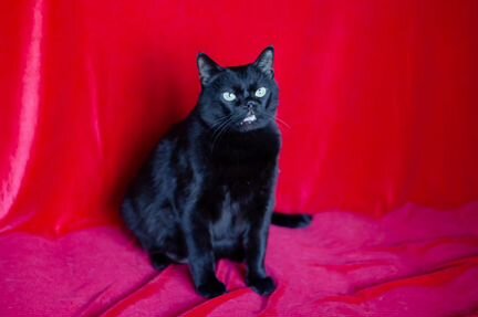 Кот Чернослив, 6 лет