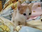 Котик к лотку приучен объявление продам