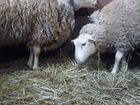 Баран, овца, ярка породы тексель объявление продам