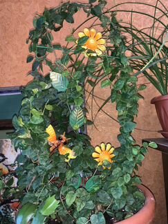 Фикус вьющийся