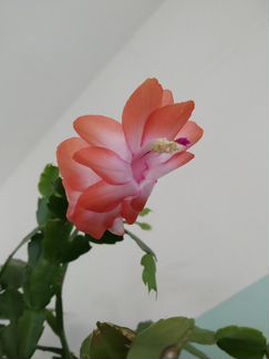 Шлюмбергера, декабрист