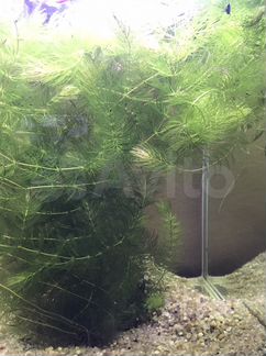 Водоросли для аквариума