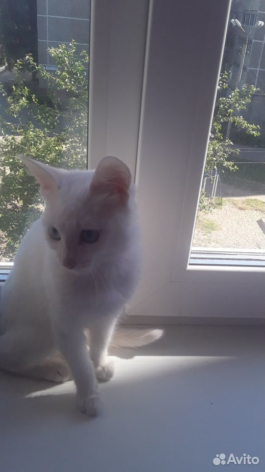 Отдам милого котенка девочку