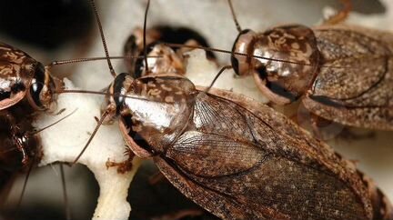 Мраморные тараканы архимандрит шеститочечный