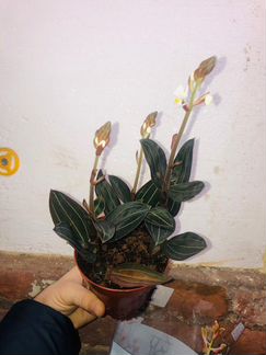 Лудизия дисколор 3 ветки 12/25