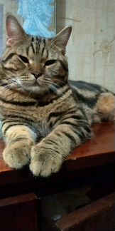 Котик на вязку