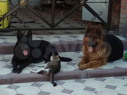 Козы камори. Моздок собака. Шарпей собака 6 месяцев. Моздок собака. Выхино-жулебино отрезали хвост собаке.