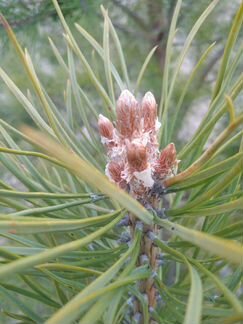 Сосновые Почки