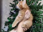 Породистые котята Мейн-Кун объявление продам