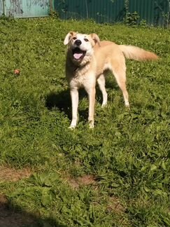 Собака няня, друг, золото