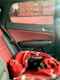 Ласковая котя в дар