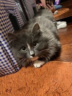 Котенок в дар