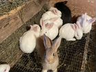 Кролики великаны хиколь хи + объявление продам