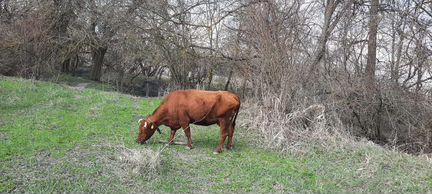 Корова стельная, бычок - фотография № 8