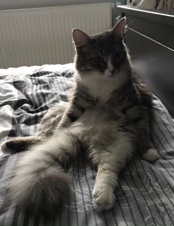 Кошечка Жижа
