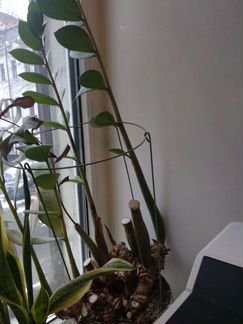 Замиокулькас растение + горшок