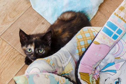 Кошка Брусничка ищет дом