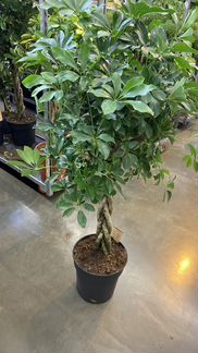 Шефлера Компакта Косичка Н 130-140 см