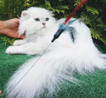 Кот длинношерстный вязка