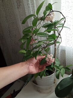 Хойя, плющ восковой.взрослое растение