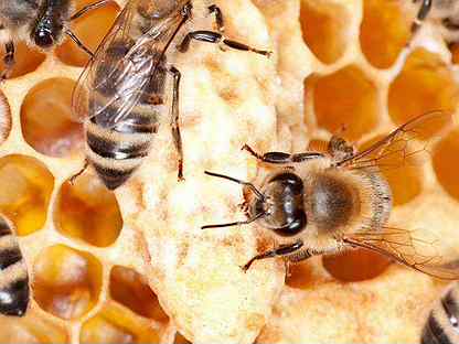 Отдам пчел. Пчелопакеты Карника Бакфаст. Пчелы отдавайте зерно.
