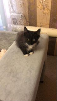 Кошка