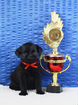 Шикарный щенок бельгийский гриффон - мальчик объявление продам