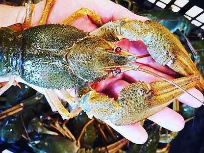 раки батайск. Sand lobster. пиво батайск. маныч донские деликатесы. раки батайск.